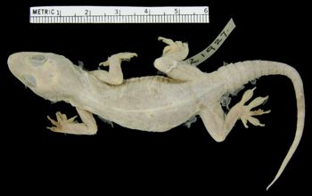 Media type: image;   Herpetology R-21927